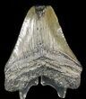Bargain, Megalodon Tooth - South Carolina #47614-2